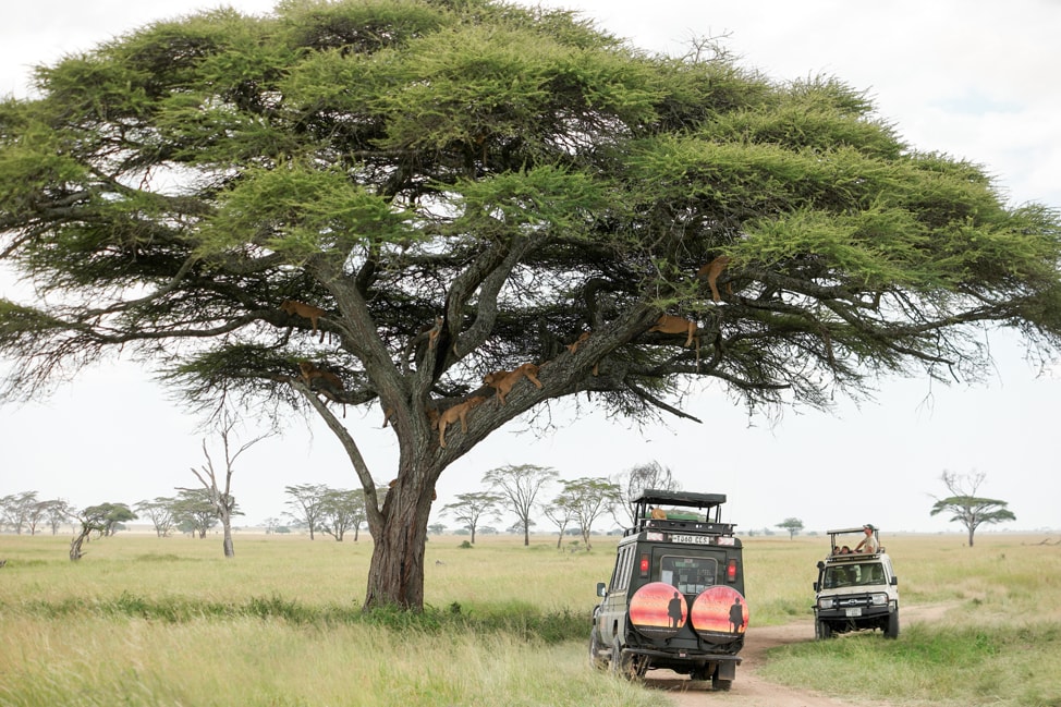 On Safari in Tanzania with Four Seasons