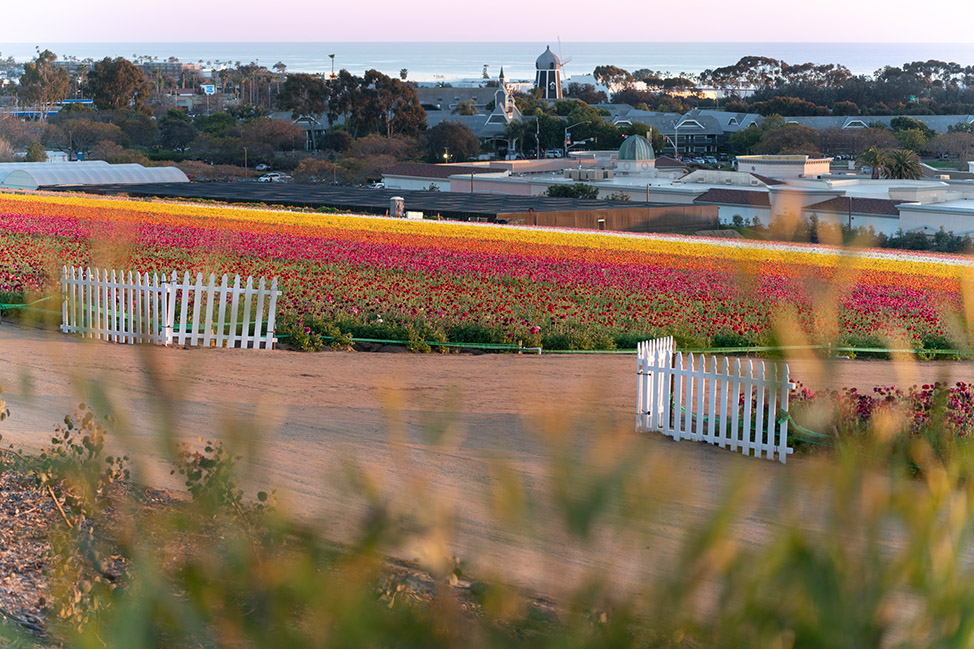 Top Reasons to Visit The Flower Fields in Carlsbad thumbnail